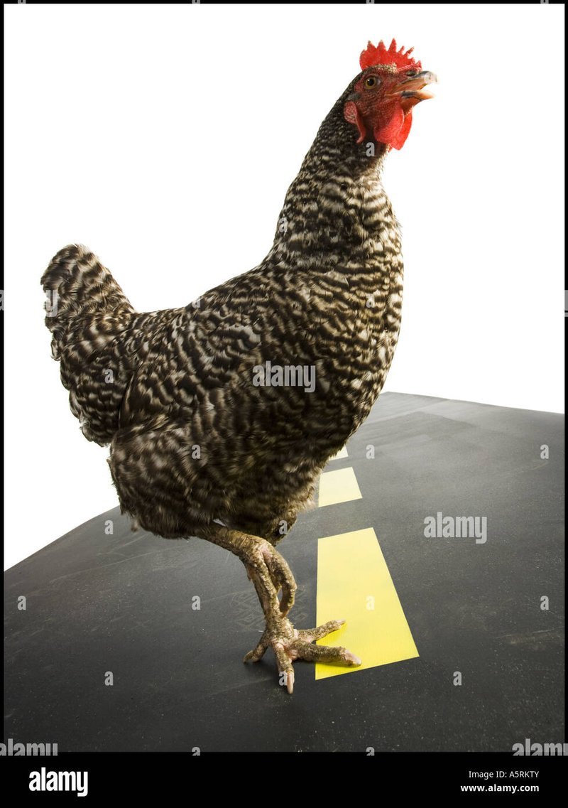 Image: Ontdek het Geheim van Chicken Road Casino in Nederland: Spel en Gokspel