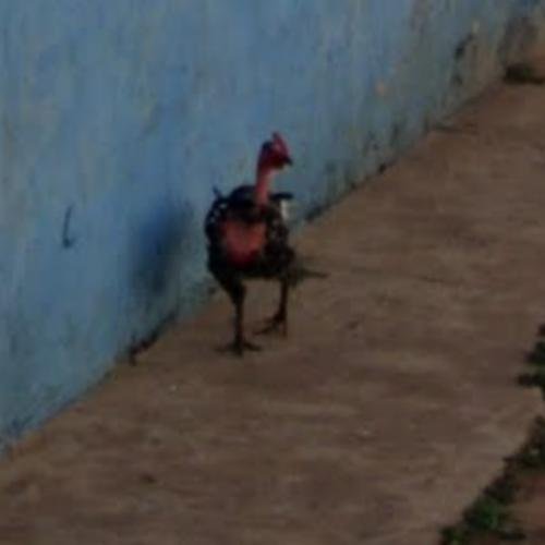 Chicken road demo în Romania